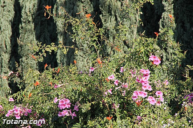 Romera de bajada Santa Eulalia 8/12/2016 - 611