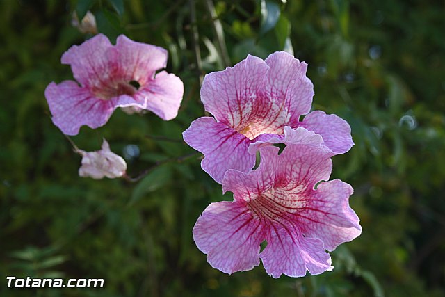 Romera Santa Eulalia. 8 de diciembre de 2011 - Reportaje fotogrfico - 498