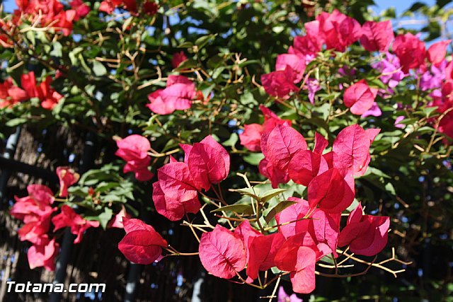 Romera Santa Eulalia. 8 de diciembre de 2011 - Reportaje fotogrfico - 499