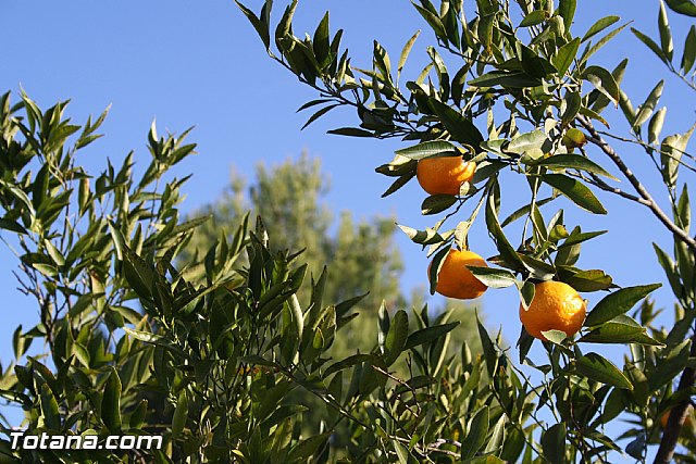 Romera Santa Eulalia. 8 de diciembre de 2011 - Reportaje fotogrfico - 500