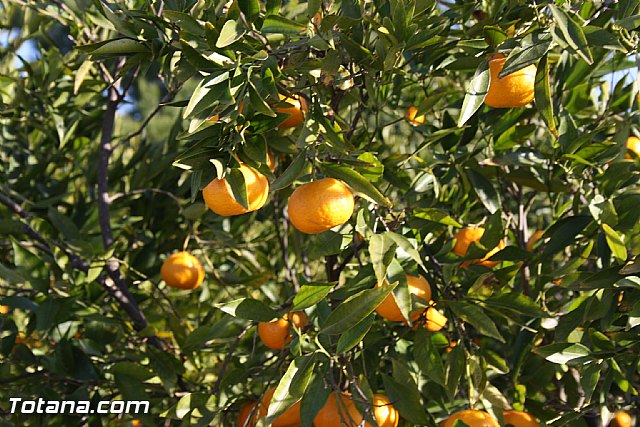 Romera Santa Eulalia. 8 de diciembre de 2011 - Reportaje fotogrfico - 501