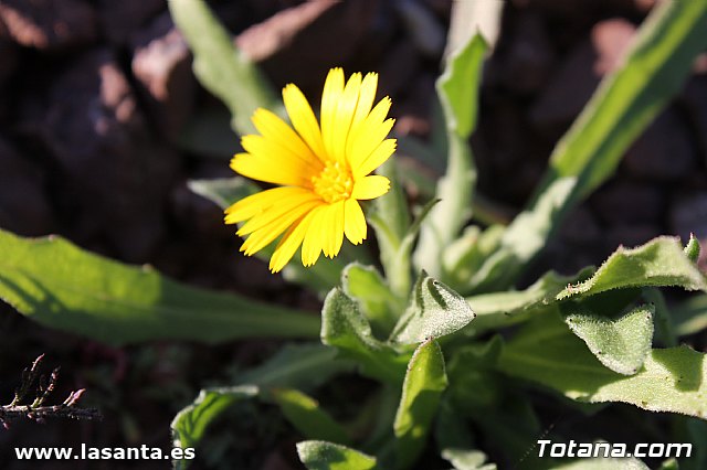 Romera Santa Eulalia 7 enero 2013. Jornada de convivencia en la Santa - 318