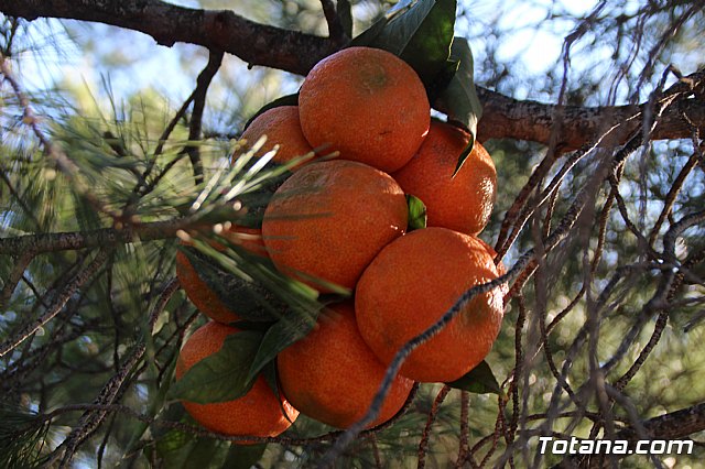 Romera Santa Eulalia 7 enero 2020 (Reportaje I) - 674