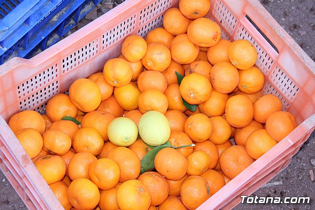 Romera Santa Eulalia 7 enero 2020 (Reportaje I) - 735