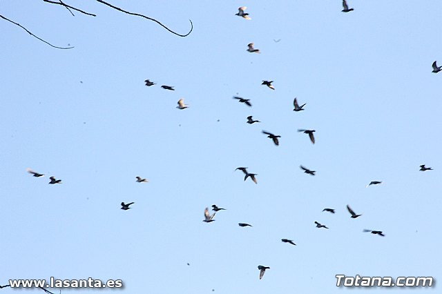 Romera Santa Eulalia 8 diciembre 2012 - 246