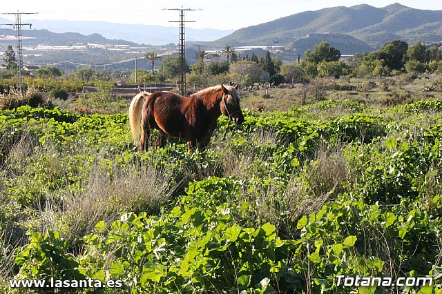 Romera Santa Eulalia 8 diciembre 2012 - 677