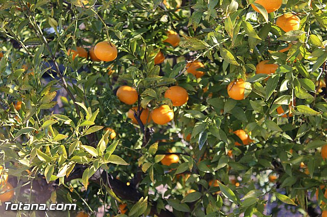 Romera de bajada de Santa Eulalia de Mrida - 08/12/2014 - 452