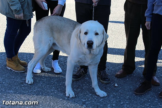 Romera de bajada de Santa Eulalia de Mrida - 08/12/2014 - 593