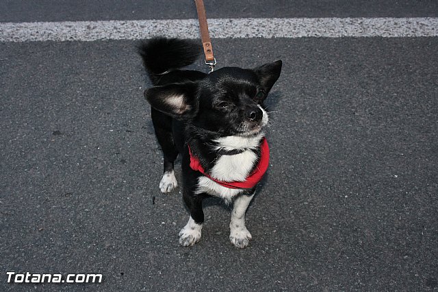 Romera de bajada de Santa Eulalia de Mrida - 08/12/2014 (Reportaje II) - 177