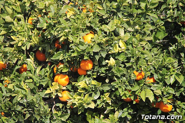 Romera de bajada Santa Eulalia Totana 2018 - 902