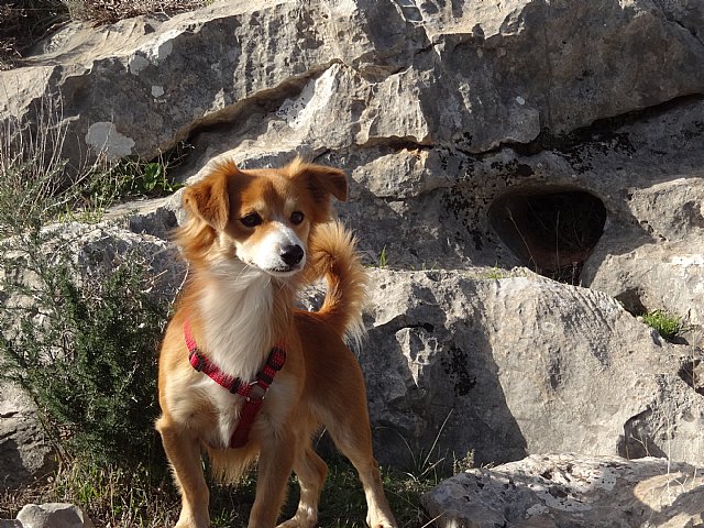 Club Senderista Totana - Sierra Espua - 29/11/2015 - 43