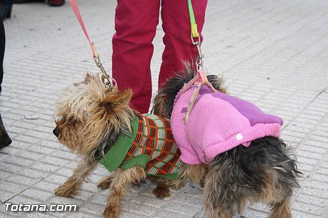 Bendicin animales - San Antn 2012 - 12