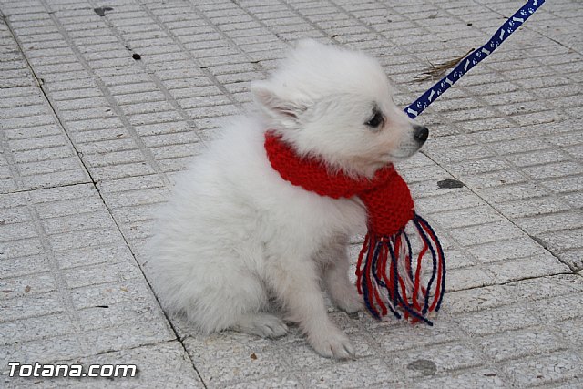 Bendicin animales - San Antn 2012 - 17