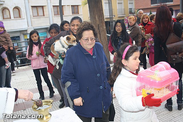 Bendicin animales - San Antn 2012 - 66