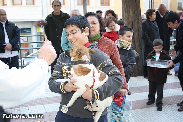 Bendicin animales - San Antn 2012 - 177