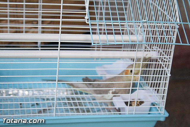 Bendicin animales - San Antn 2012 - 265