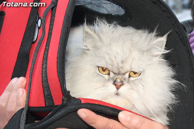 Bendicin animales - San Antn 2012 - 319