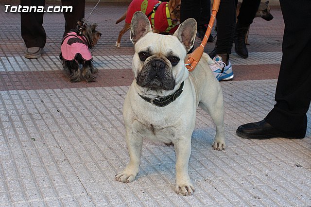 Bendicin animales San Antn 2015 - 25