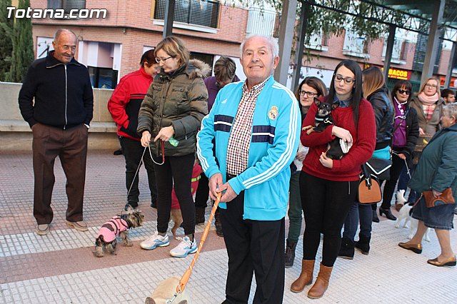 Bendicin animales San Antn 2015 - 26