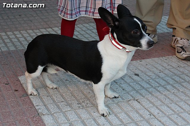 Bendicin animales San Antn 2015 - 40