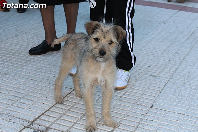 Bendicin animales San Antn 2015 - 48