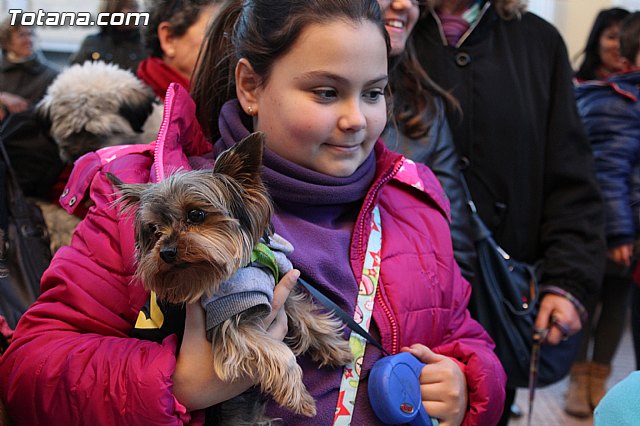 Bendicin animales San Antn 2015 - 71