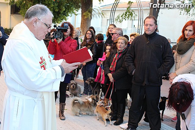 Bendicin animales San Antn 2015 - 73