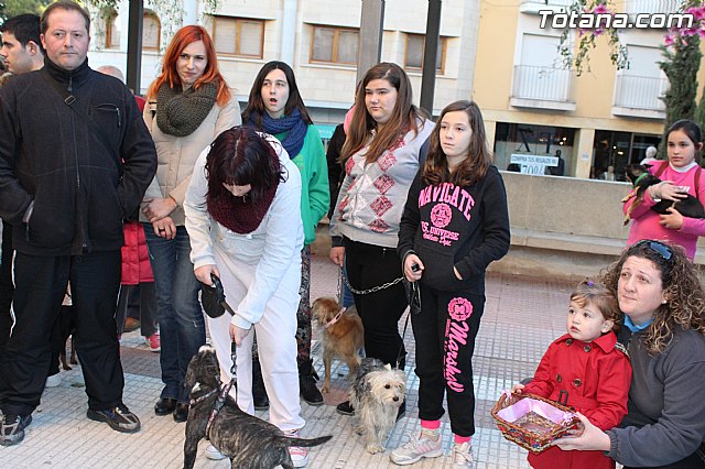Bendicin animales San Antn 2015 - 75