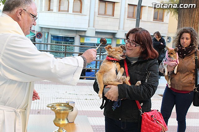 Bendicin animales San Antn 2015 - 76