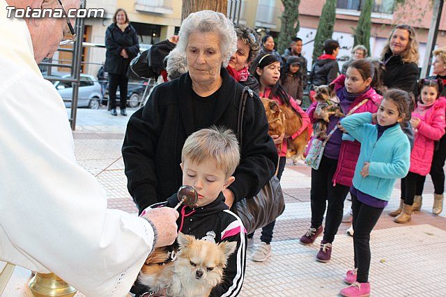 Bendicin animales San Antn 2015 - 82