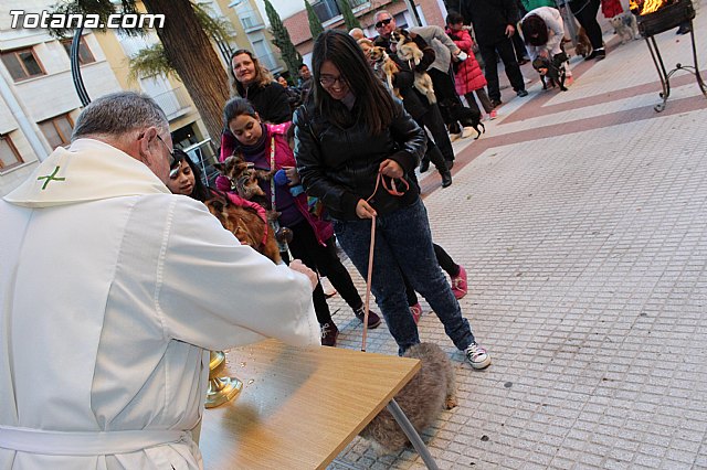 Bendicin animales San Antn 2015 - 84