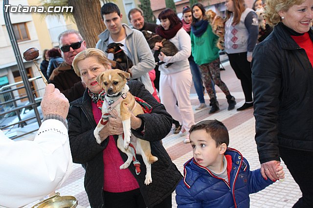 Bendicin animales San Antn 2015 - 89