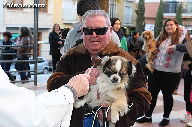 Bendicin animales San Antn 2015 - 90