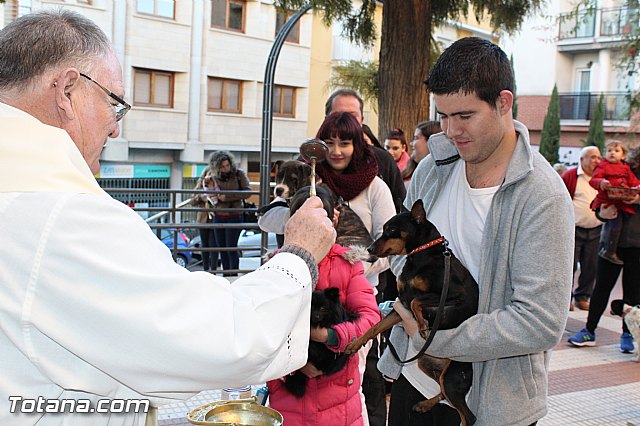 Bendicin animales San Antn 2015 - 91