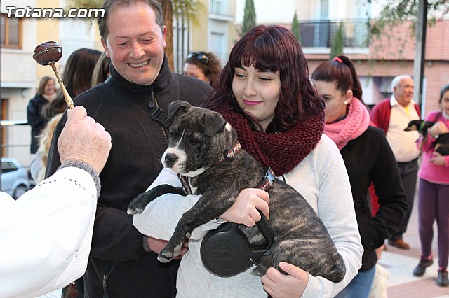 Bendicin animales San Antn 2015 - 93