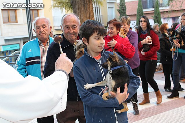 Bendicin animales San Antn 2015 - 99