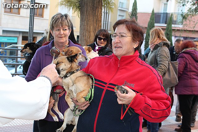 Bendicin animales San Antn 2015 - 103