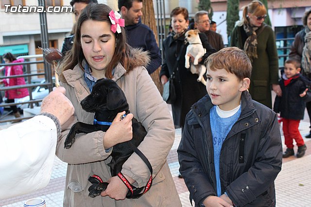 Bendicin animales San Antn 2015 - 112