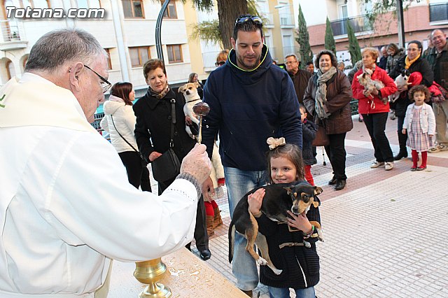 Bendicin animales San Antn 2015 - 114