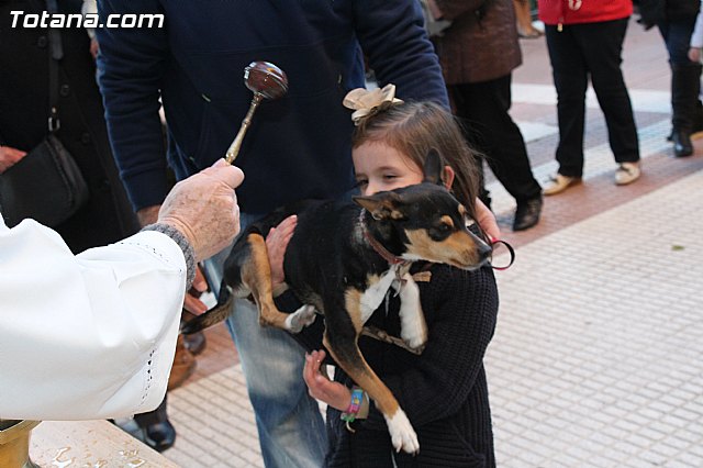 Bendicin animales San Antn 2015 - 115