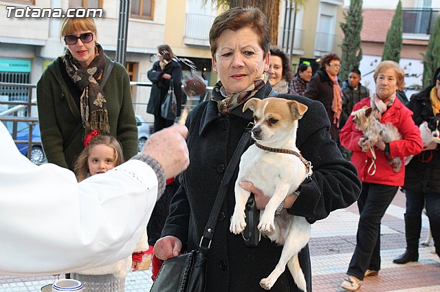 Bendicin animales San Antn 2015 - 116