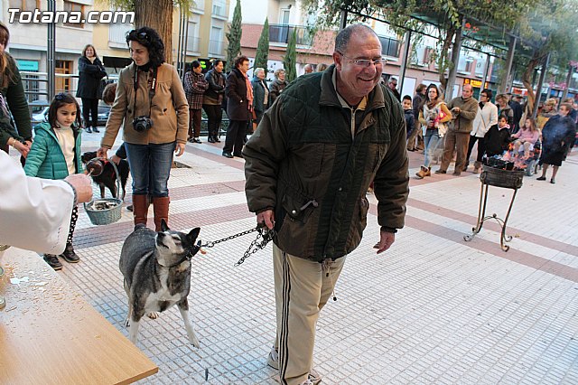 Bendicin animales San Antn 2015 - 122