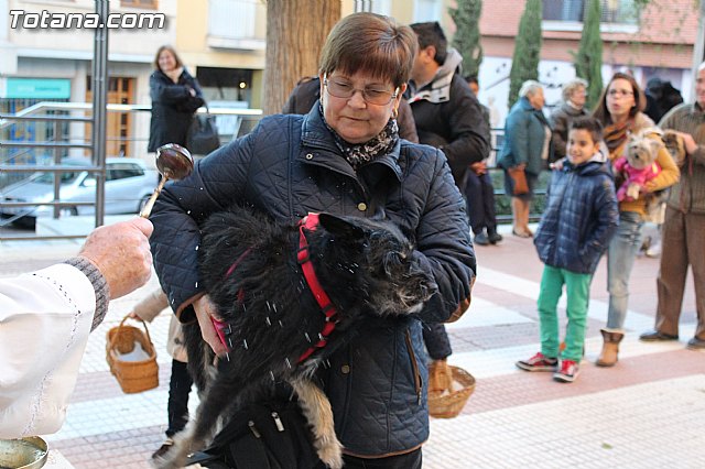 Bendicin animales San Antn 2015 - 126