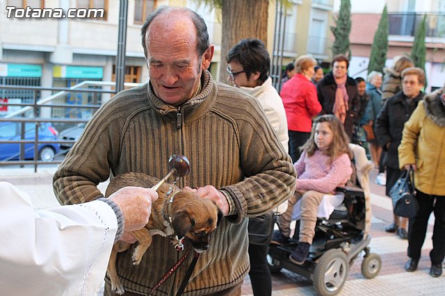 Bendicin animales San Antn 2015 - 130