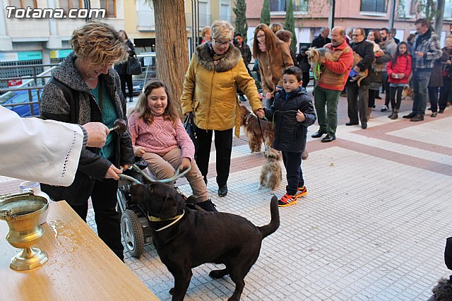 Bendicin animales San Antn 2015 - 132