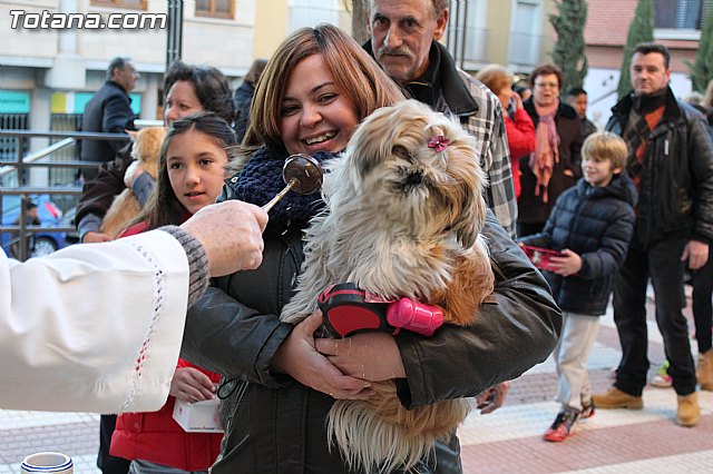 Bendicin animales San Antn 2015 - 138