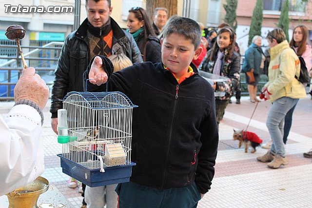 Bendicin animales San Antn 2015 - 142