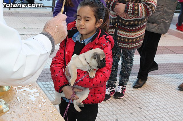 Bendicin animales San Antn 2015 - 150