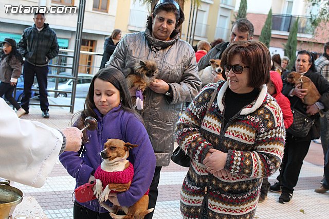 Bendicin animales San Antn 2015 - 151