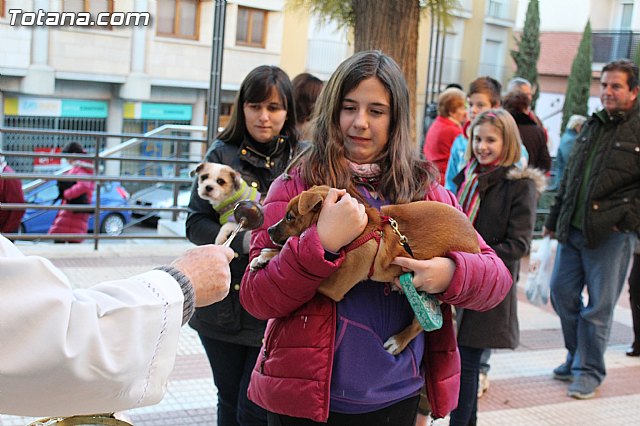 Bendicin animales San Antn 2015 - 166